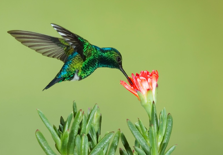 Image of a Hummingbird